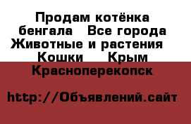 Продам котёнка бенгала - Все города Животные и растения » Кошки   . Крым,Красноперекопск